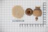 Click for 3 image(s) for this accession. Image